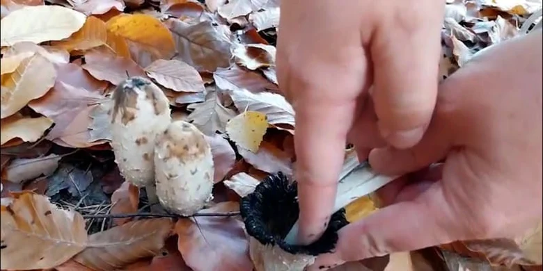 Ruce zkoumají hnojník obecný mezi podzimními listy.