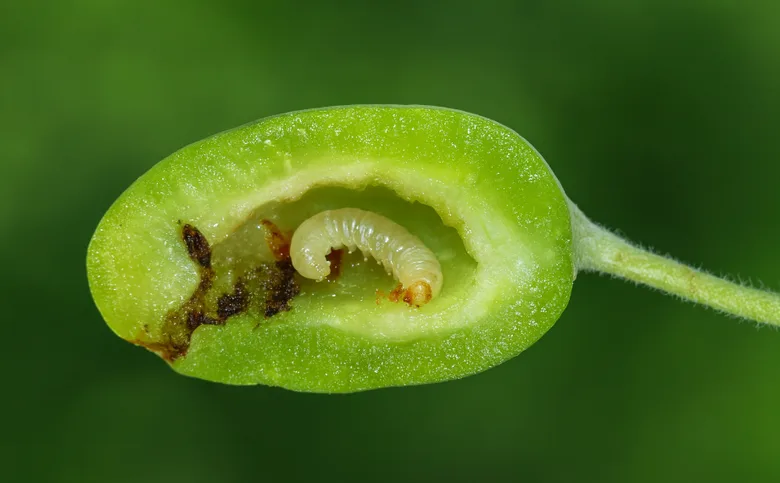 Pilatka švestková v ovoce, škodlivý hmyz