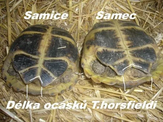 Samice a samec želvy stepní s označením délky ocasu pro pohlavní určení