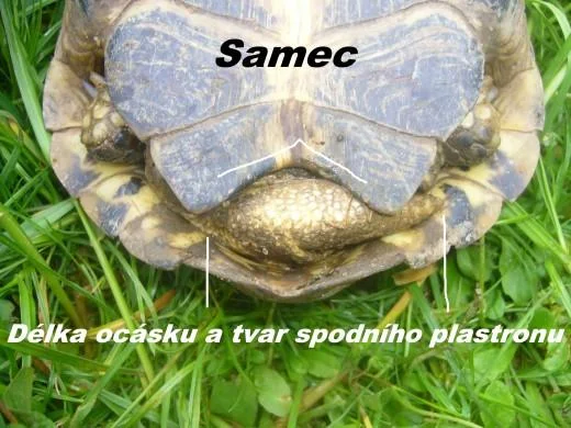 Samec želvy stepní – délka ocasu a tvar spodního plastronu
