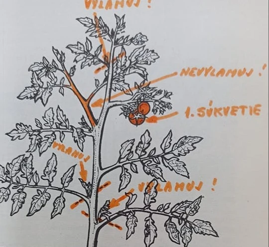 Schéma pro řezání rajčatové rostliny v zahradě