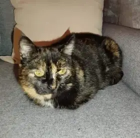 Tortoise-shell kočka odpočívá na šedé pohovce.