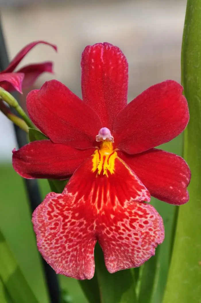 Červená orchidej s jemným vzorem na lístcích