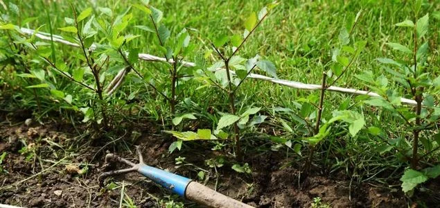 Sibiřský jilm pěstování a péče: kompletní průvodce