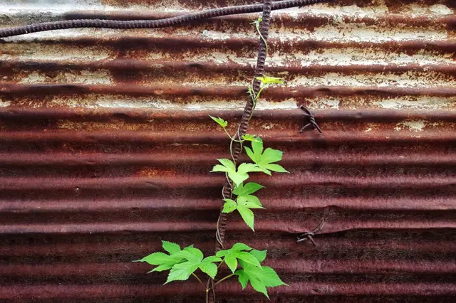 Hops vine climbing wall