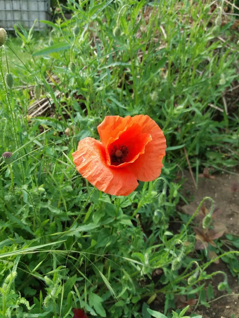 Jasně červený vlčí mák kvete mezi zelenou trávou.