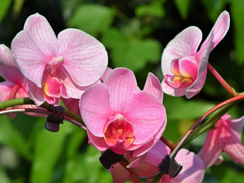 Růžové květy faleropisné orchideje na zeleném pozadí.