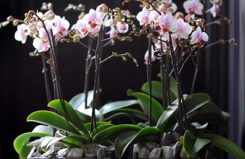 Růžové orchideje v květináči s kameny na tmavém pozadí.