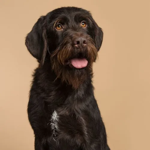 Black czech fousek dog