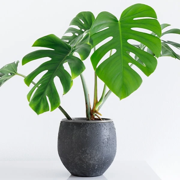 Zdravá rostlina Monstera v tmavém květináči na bílém pozadí.