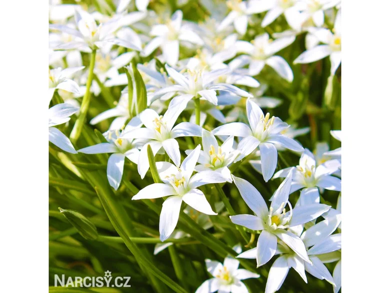 Bílé květy snědku Ornithogalum rostoucí na zelených stoncích.