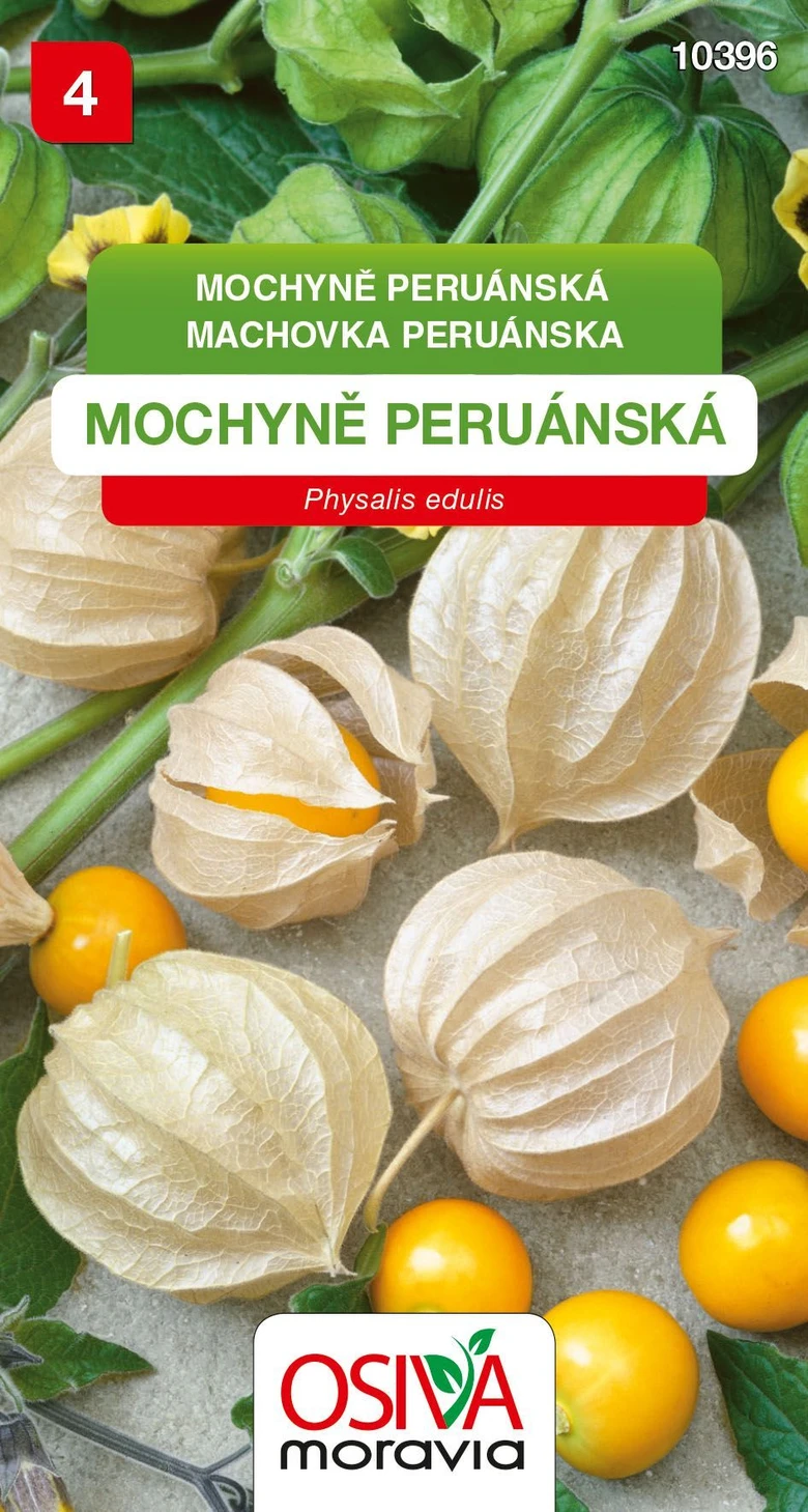 Peruánská mochyně s plody v papírových blánách na pozadí listů.