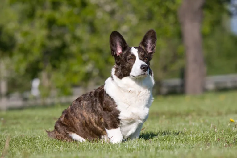 Welsh Corgi Cardigan sedí na trávníku v parc.