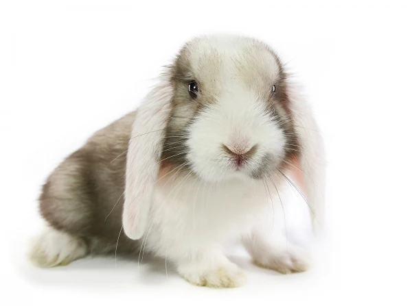 Majestátní zakrslý králík rasy teddy sedící na bílém pozadí.