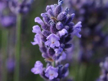 Fialová lavanda v květu na pozadí zahradní skalky.