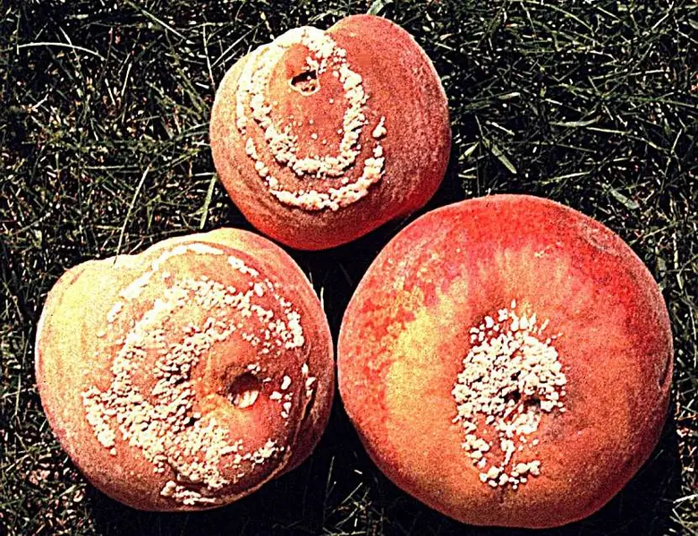 Tři zasažená peckovina s bílým plísňovým povlakem na trávníku.