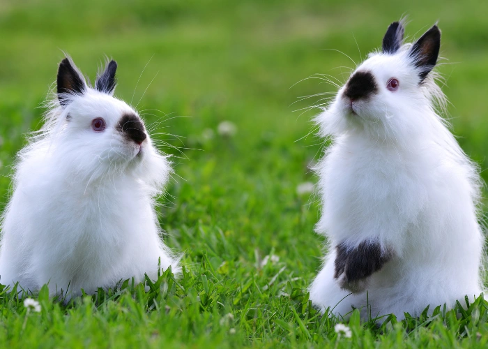 Two teddy rabbits on grass
