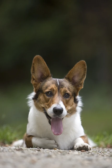 Welsh Corgi Cardigan leží venku s jazykem vystrčeným.