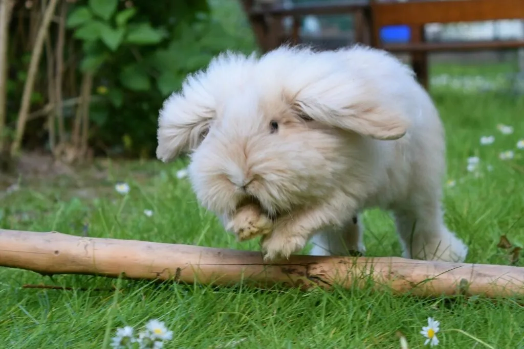 Bílý králík Teddy stojí na trávě s dřevěnou větvičkou.