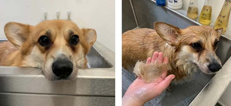 Welsh Corgi Cardigan pes se umyvá v kbelíku s vodou.