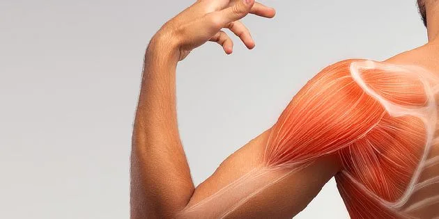 Anatomie lidského ramene s detailním zobrazením svalstva.