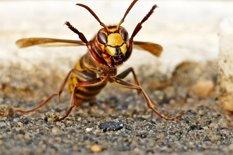 Blízko detailní fotografie sršně mandarínského na zemi.