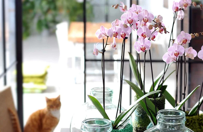 Růžová orchidej v skleněném váze s mechem na okenním parapetu.