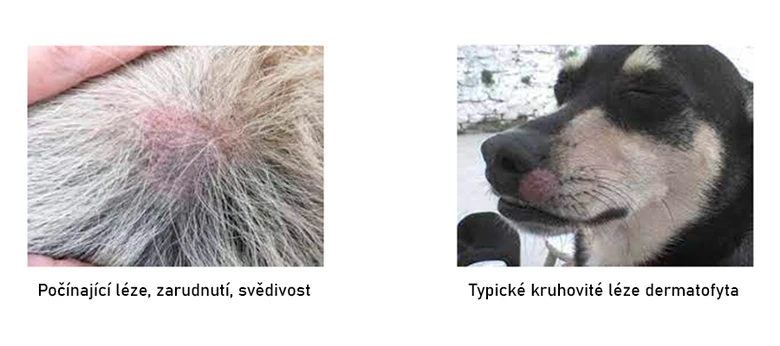Srovnání kožních lézí u psa: zarudnutí a dermatofytóza