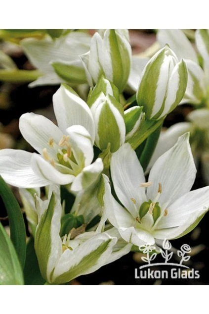 Bílé květy a zelené pupeny rostliny snědek Ornithogalum v přírodě