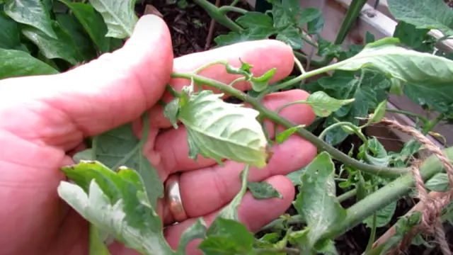 Tomato plant with curled leaves