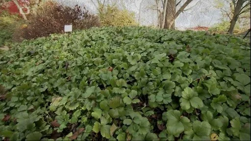 Hustá zelená půdopokryvná rostlina na zahradě s stromy v pozadí.