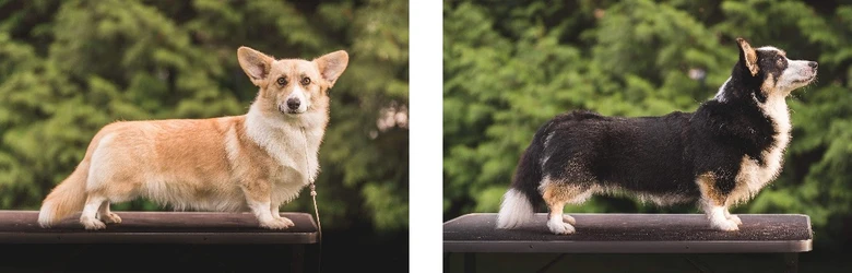 Dva welsh corgi cardigan stojí vedle sebe na tmavé ploše.