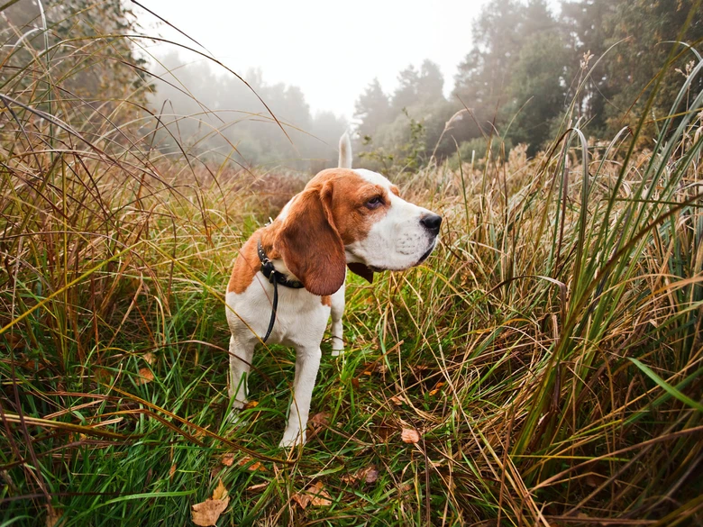 Lovecký pes beagle stojí v trávě na pozadí lesa.