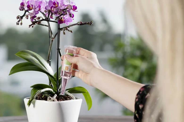 Osoba podává tekutý hnojivo na kvetoucí orchidej v bílém hrnci.