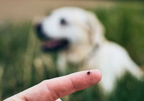 Blik na lidském prstu s psem v pozadí