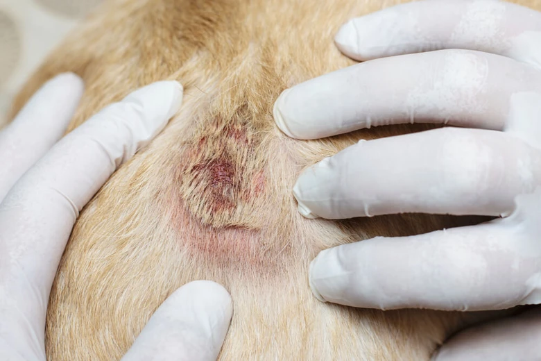 Veterinář zkoumá zánětlivé místo na kůži psa s rukavicemi.