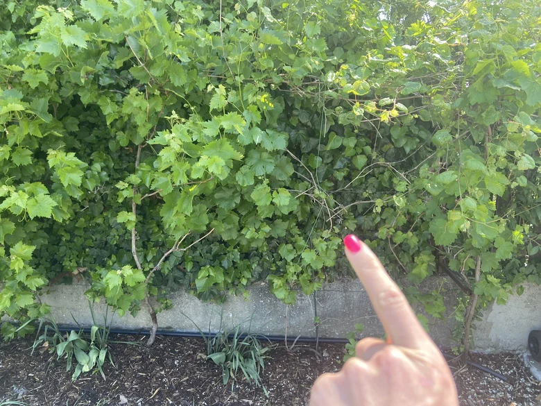 Ruka ukazuje na hustou vinnou révu rostoucí u zdi.