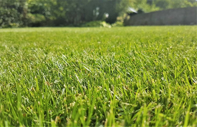 Zelený anglický trávník po úspěšné péči a údržbě.