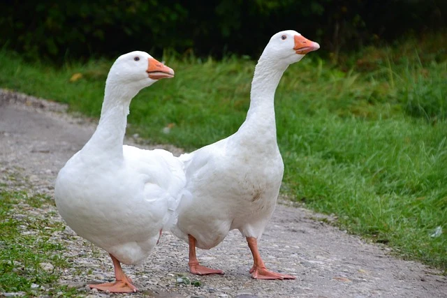 Dvě bílé husy jdou po cestě venku.