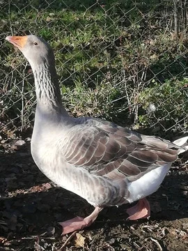 Šedá husa stojí venku na zemi s zelenou vegetací v pozadí.