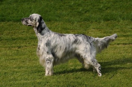 Anglický setter loveckého plemena stojí na trávníku.