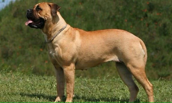 Hnědý bullmastif stojí na trávníku s řetězovým obojkem.