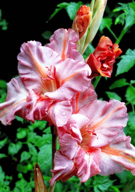 Růžové květy gladiole na zeleném pozadí.