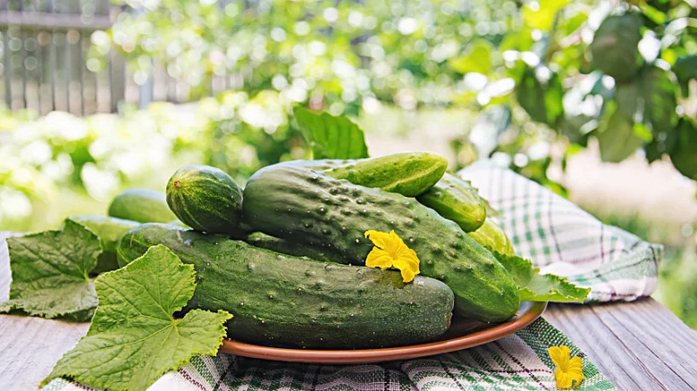 Čerstvé okurky na talíři v zahradě s listy.