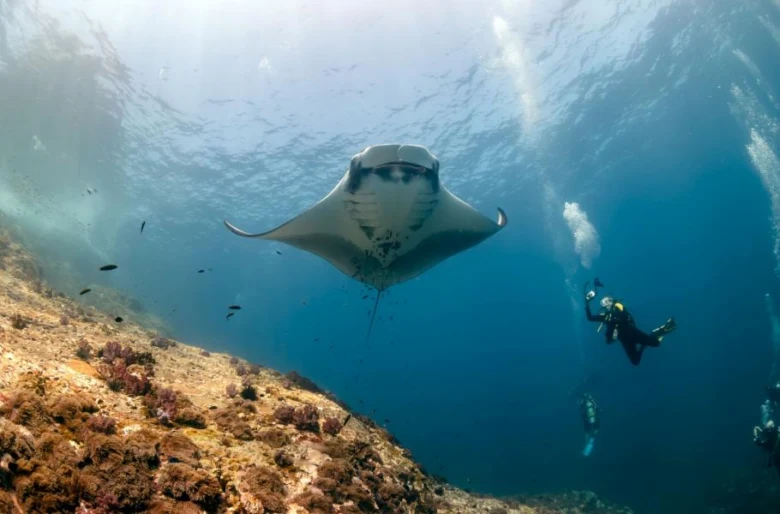 Manta plave pod vodou s potápěči nad koralovým útesem.