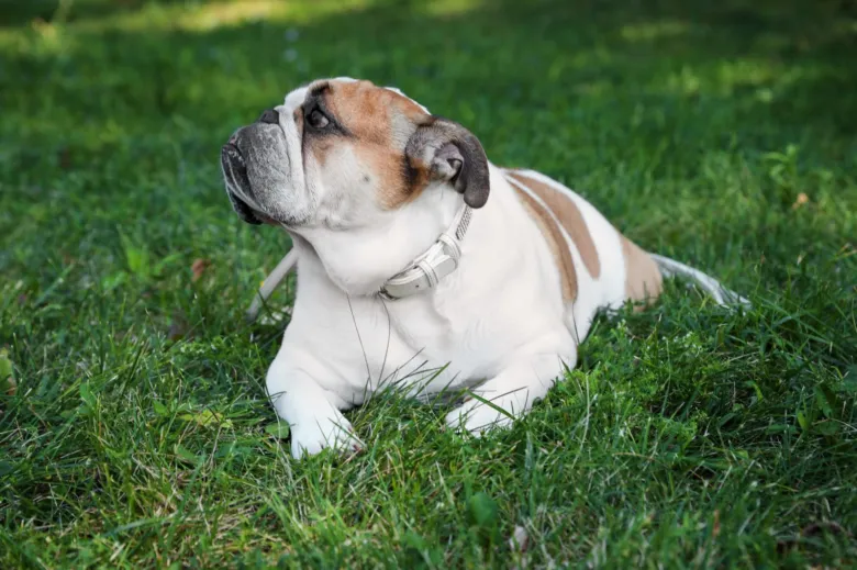 English bulldog lying on grass