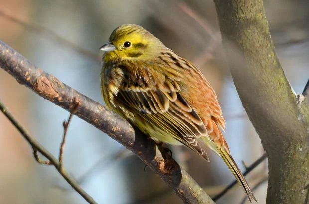 Common yellowhammer bird