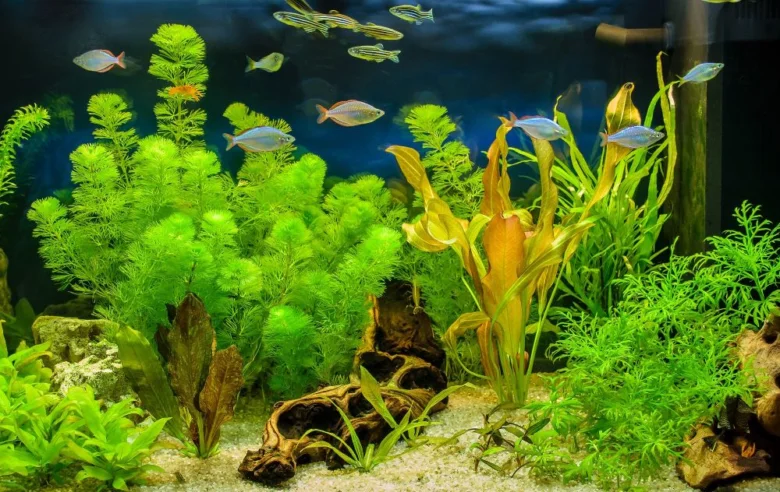 Akvarium s rybami a rostlinami pro článek o masožravých rybách.
