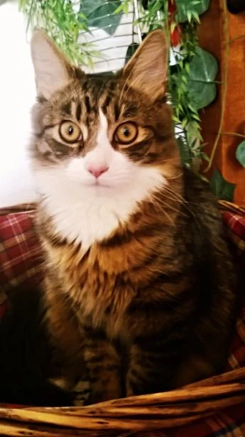 Přímý pohled na kočku v korbě pro ilustraci felinoterapie.