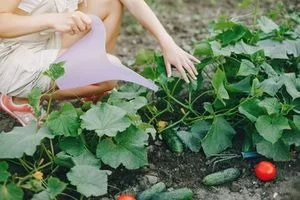 Osoba zalévá rostoucí okurky ručním zálivkovým konví.
